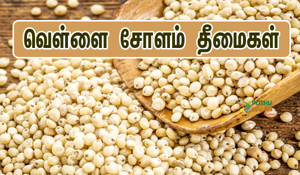 வெள்ளை சோளம் தீமைகள் பற்றி அறிவோம்!