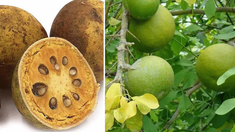 வில்வத்தில் உள்ள மருத்துவ குணங்கள் என்னென்ன?